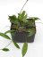 Hoya Griffithii