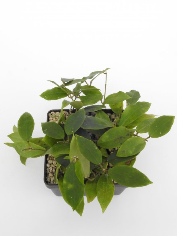 Hoya patricia