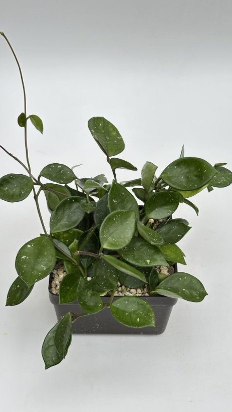Hoya carnosa round leaf
