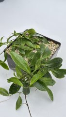 Hoya sp. 001