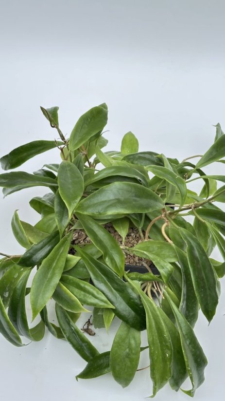 Hoya mindorensis