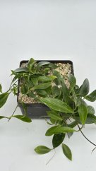 Hoya sp. 001