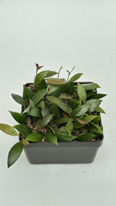 Hoya inconspicua