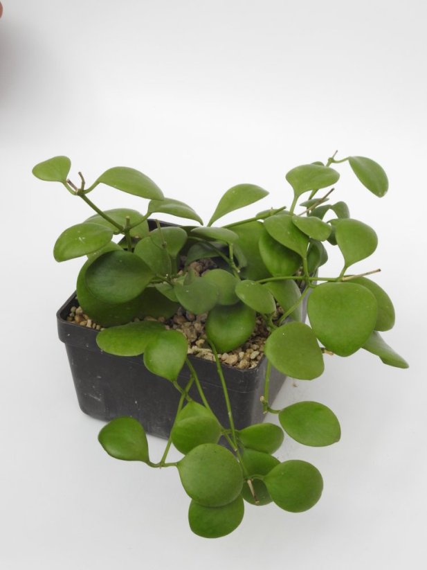 Hoya Kastbergii