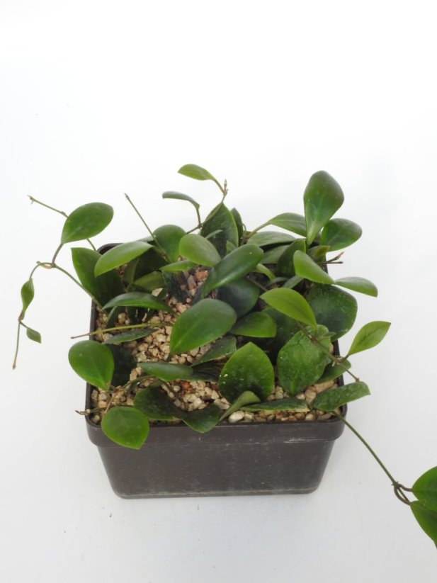 Hoya Lucardenasiala