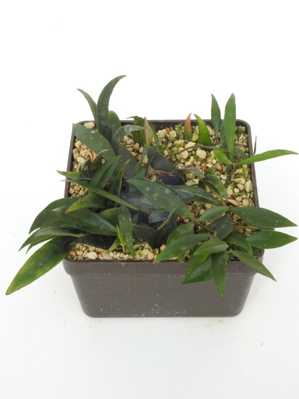 Hoya Mirabilis