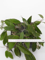 Hoya verticilata red leaf