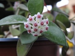 Hoya Nummularoides