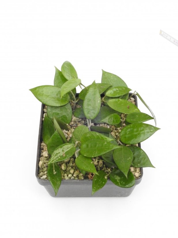 Hoya anjuk ladang ma07