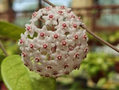 Hoya Fungii