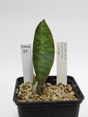 Sansevieria masoniana congo  No.21