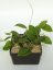 Hoya Tomataensis