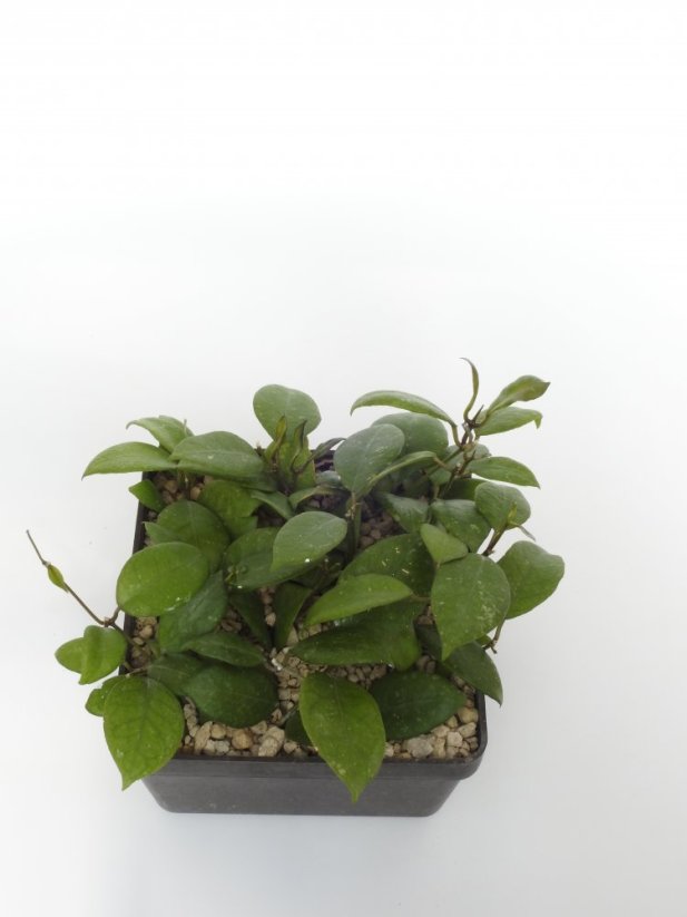 Hoya ovalifolia