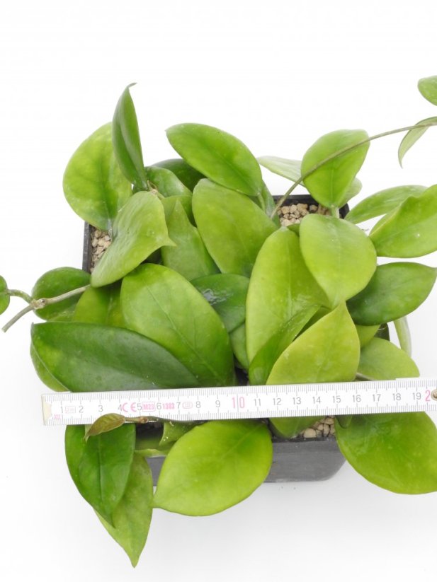 Hoya arnottiana