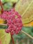 Hoya Nathalie