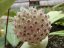 Hoya rigida pink flowers epc 605