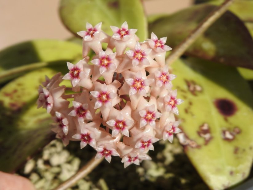 Hoya noid