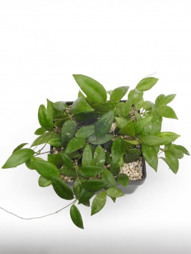 Hoya caudata sumatra