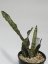Sansevieria kirkii var. pulchra   No.4