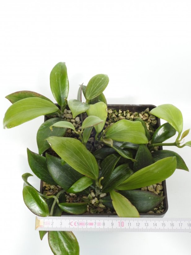 Hoya Sp. Palavan