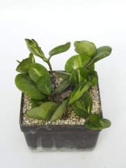 Hoya Obovata Variegata