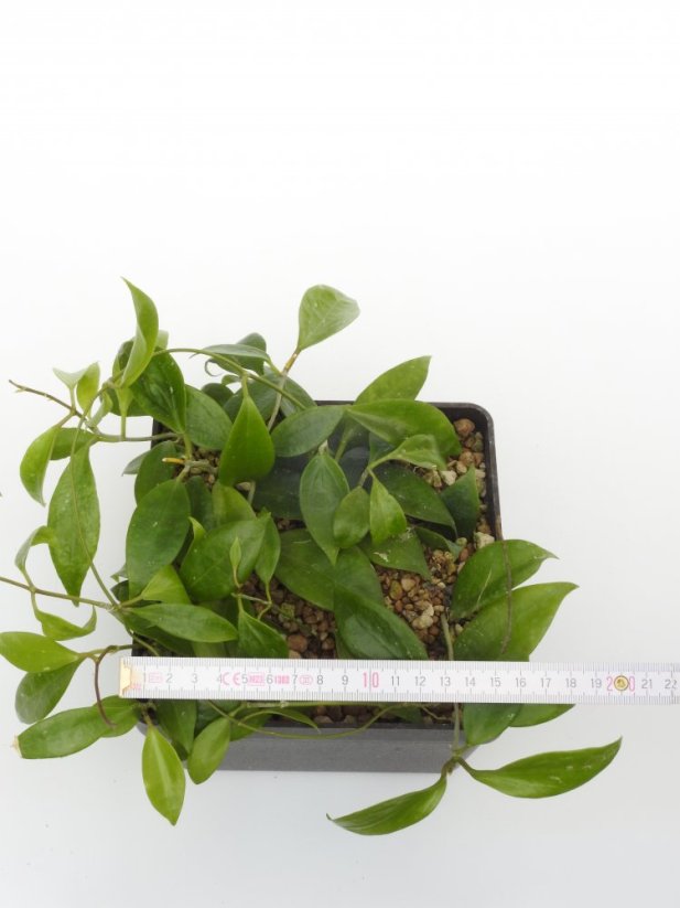 Hoya limoniaca