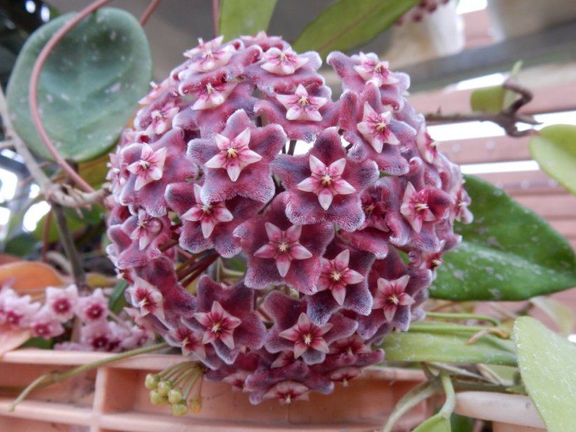 Hoya pubicalyx pink silver splash