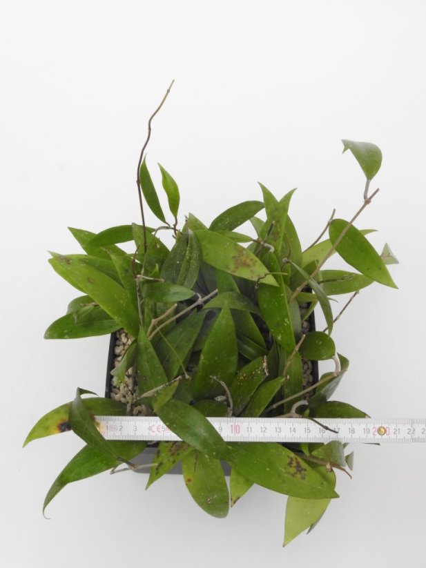 Hoya parasitica nort habli