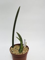 sansevieria fischeri  No.17