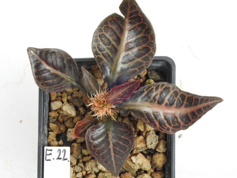 Euphorbia francoisii hybrid  No.22
