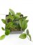 Hoya dasyantha