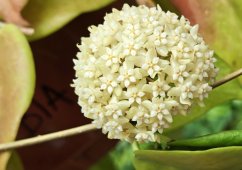 Hoya arnottiana