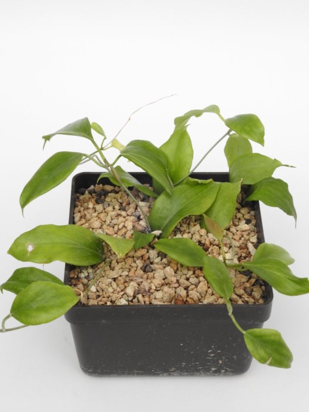 Hoya Cominsii
