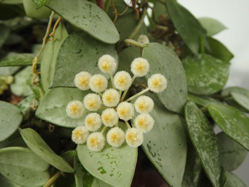 Hoya lacunosa splash
