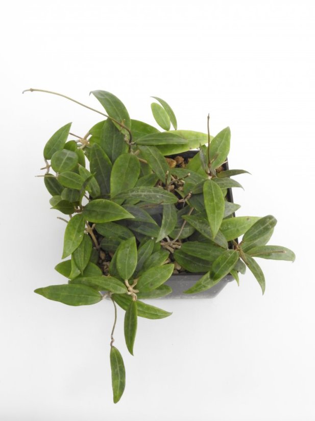 Hoya miari jaya 58