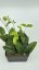Hoya danumensis blute weis rot