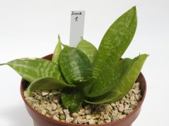Sansevieria trifasciata nana No.1