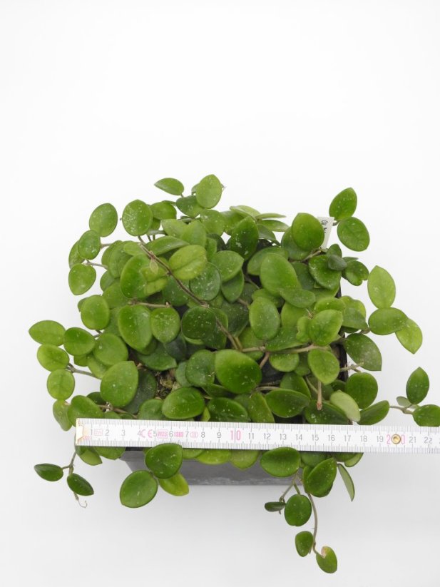 Hoya cv. mathilde