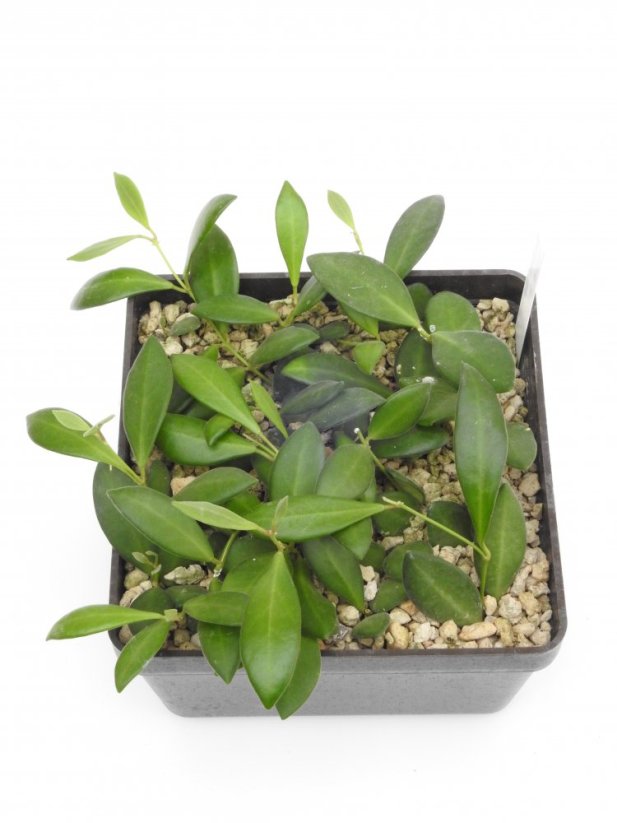 Hoya bilobata hort ipps0087 blute rot