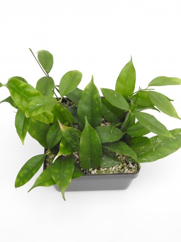 Hoya cystiantha