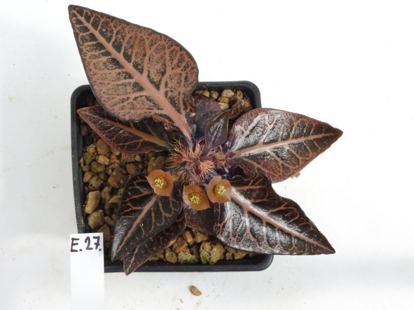 Euphorbia francoisii hybrid  No.27