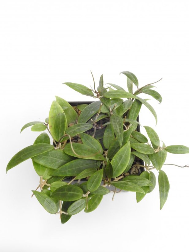 Hoya miari jaya 58