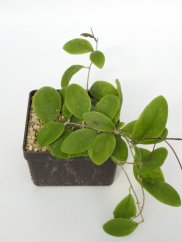 Hoya Rintzii Blüte Weis Rot