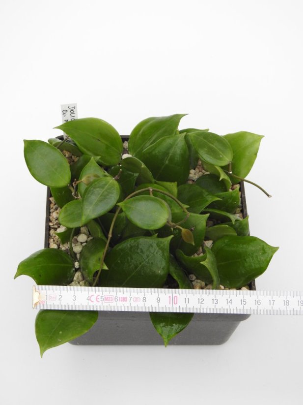 Hoya dolichosparte pink flower gelbich creme