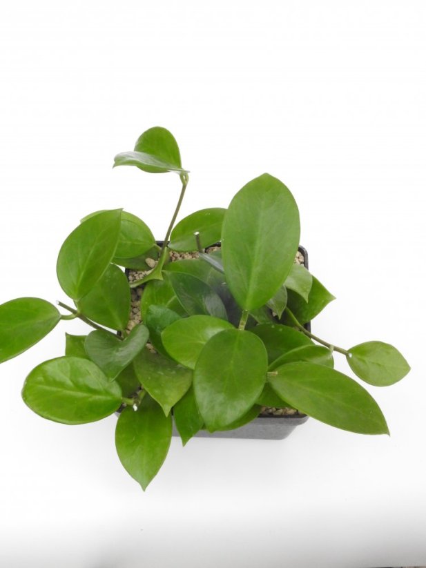 Hoya bicknellii