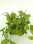Hoya Nathalie