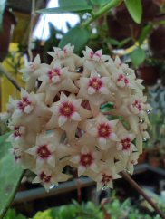 Hoya bogor 166