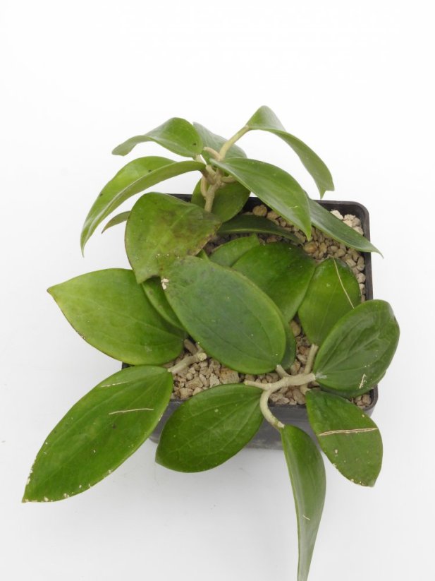 Hoya parasitica