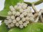 Hoya Loyceandrewsiana