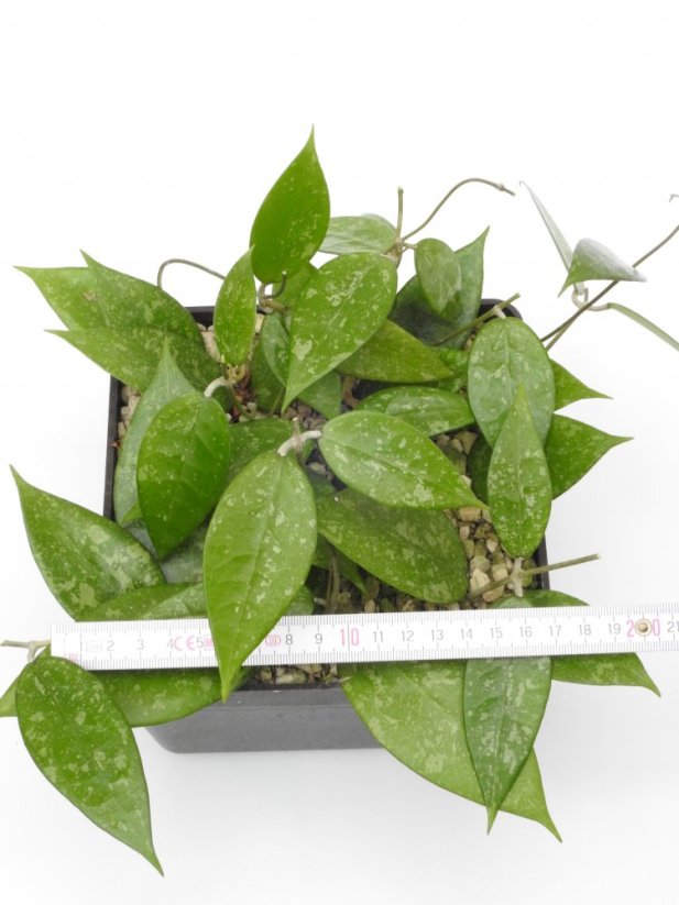 Hoya anjuk ladang ma20